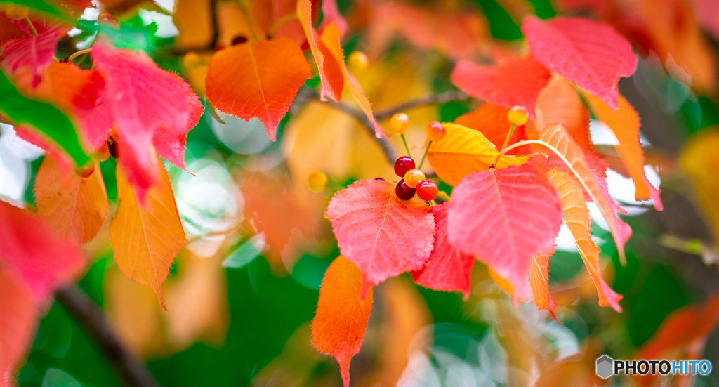 7月の紅葉