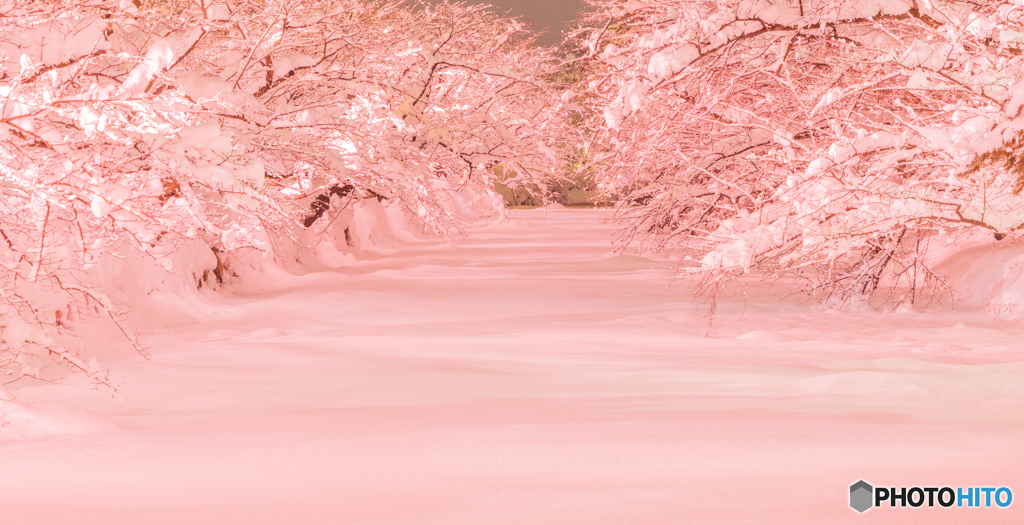 弘前公園～雪桜-Ⅱ
