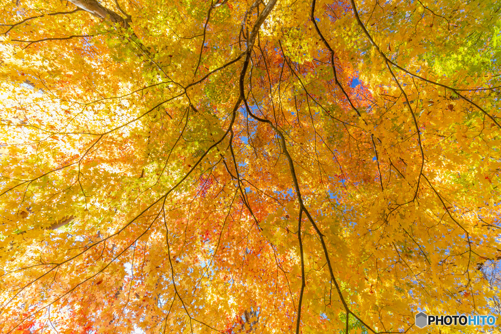 輝きの紅葉