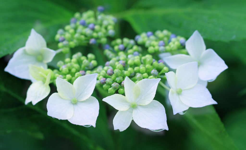 雨の紫陽花−２