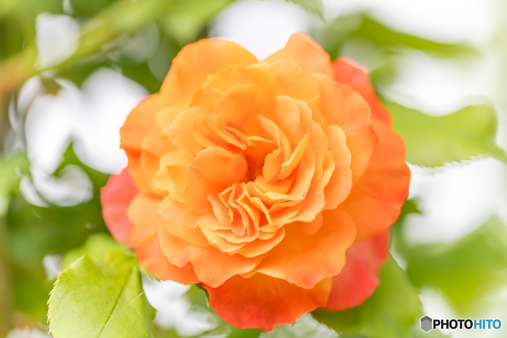 魅惑の薔薇‐Ⅵ