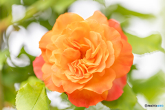魅惑の薔薇‐Ⅵ