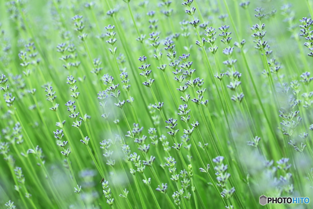 白いラベンダーの蕾