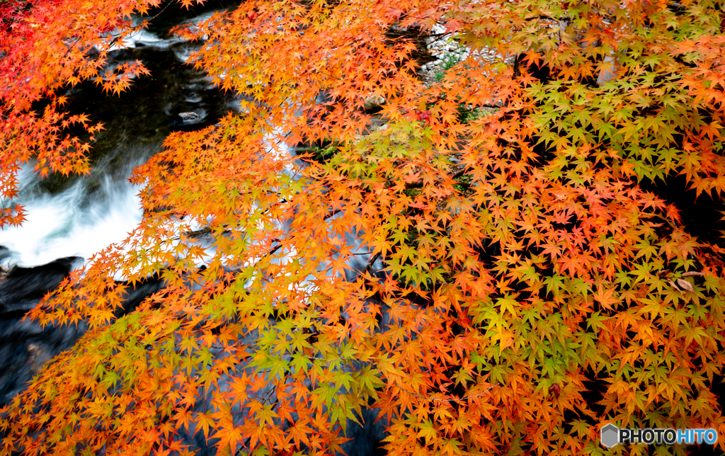 清流と紅葉