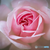 雨上がりの薔薇一輪