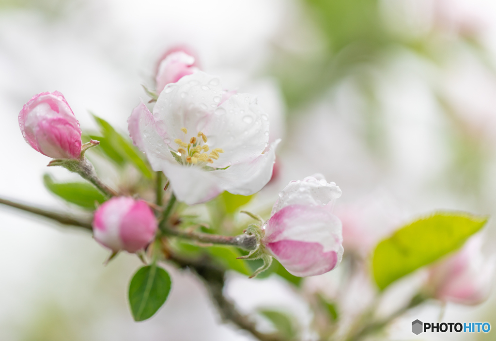 雨上がりの林檎の花