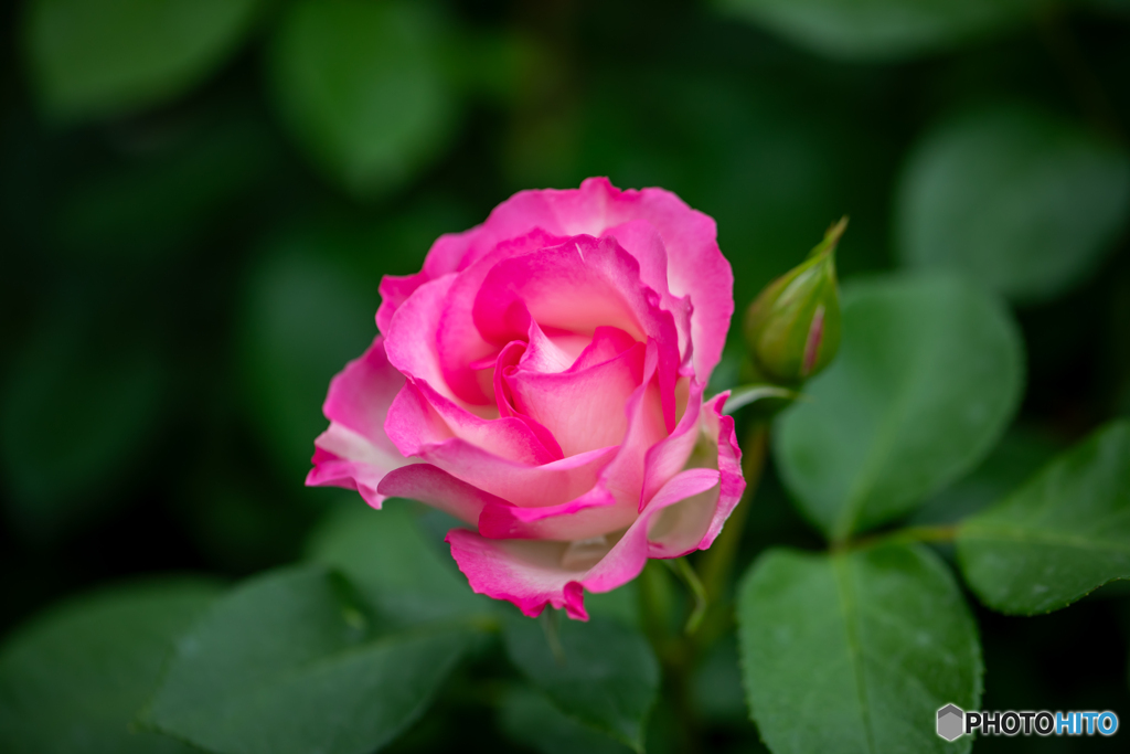薔薇の印象‐Ⅳ