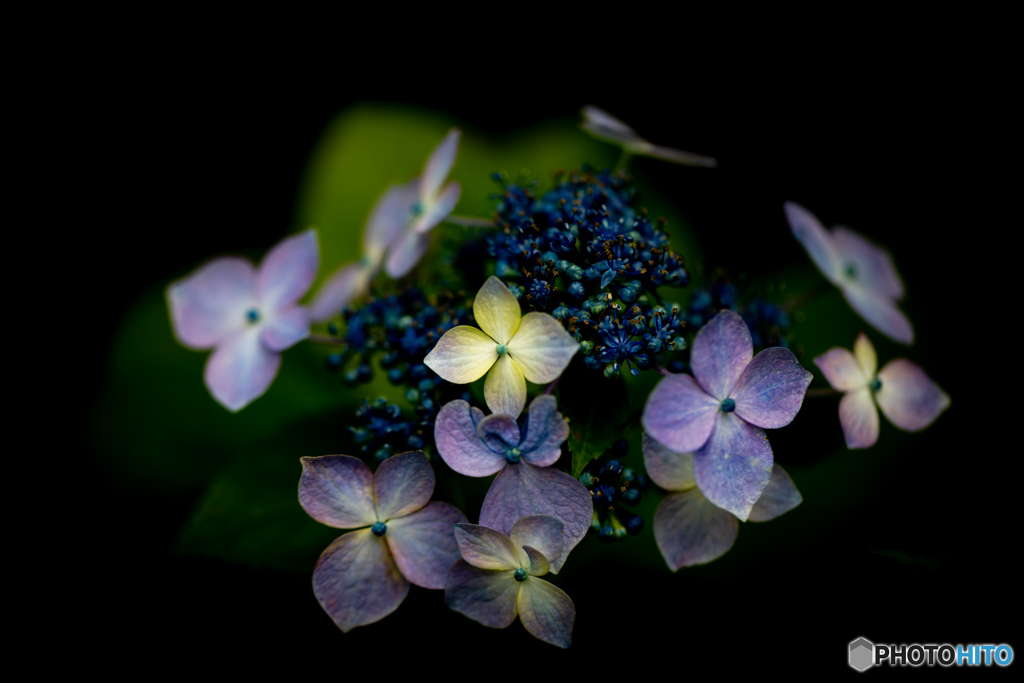 紫陽花の印象