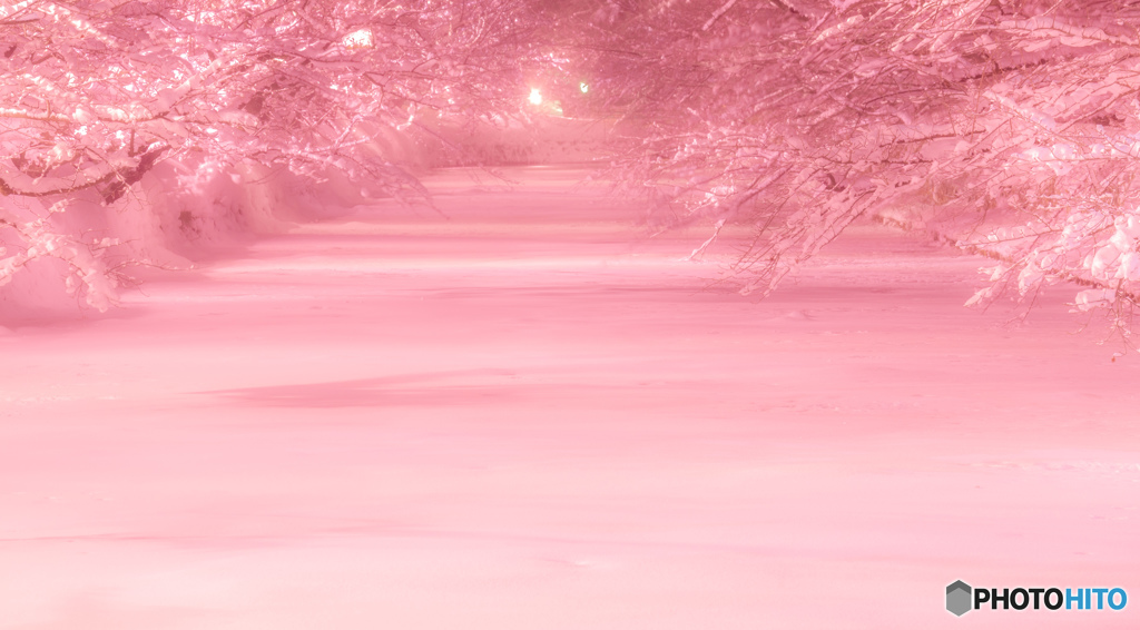 弘前公園ライトアップ