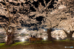 弘前公園の夜–Ⅲ