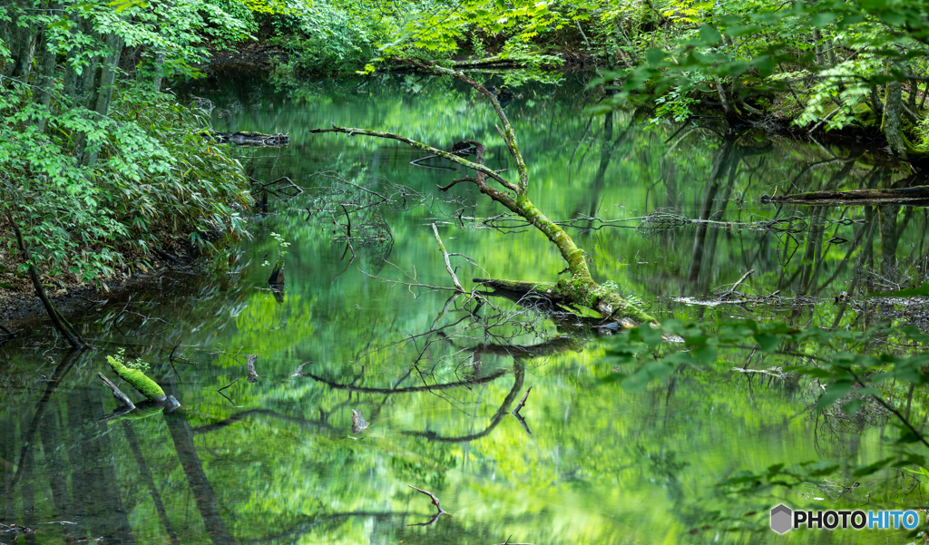 蔦沼にて