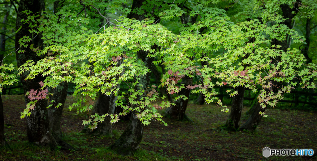 もみじの山から