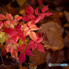 ちいさな紅葉