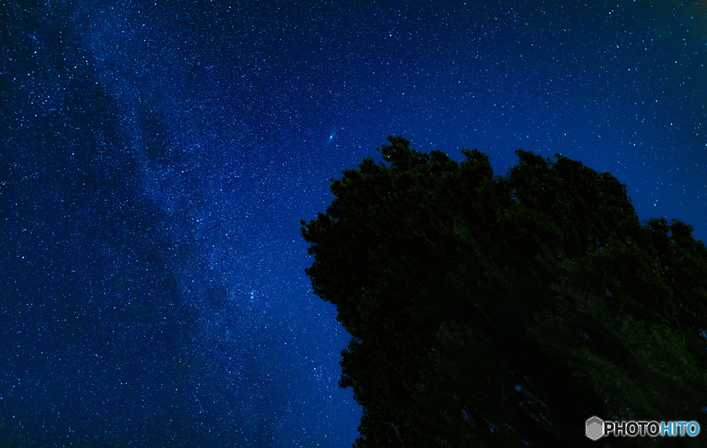 ケンメリの木から見上げる星空