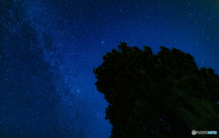 ケンメリの木から見上げる星空