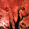 秋の彩り2014−23