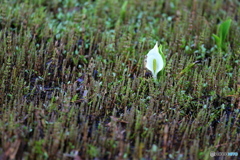 雨上がりの出会い