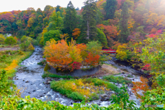 中野もみじ山の秋