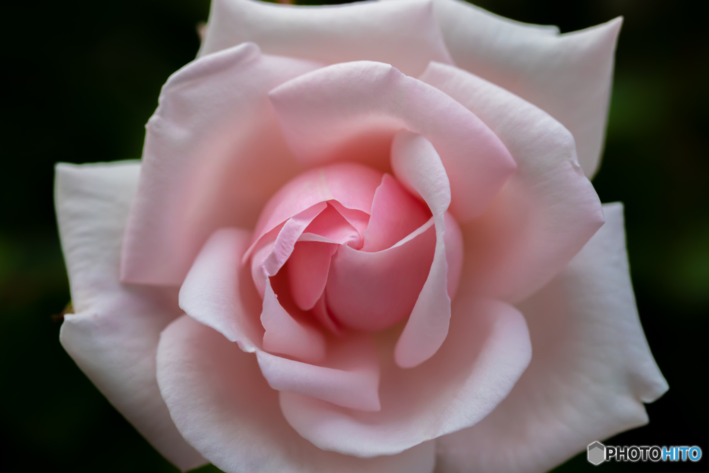 魅惑の薔薇-Ⅺ