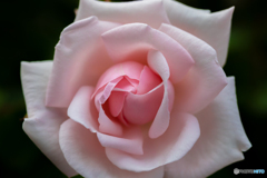 魅惑の薔薇-Ⅺ