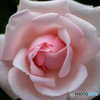 魅惑の薔薇-Ⅺ