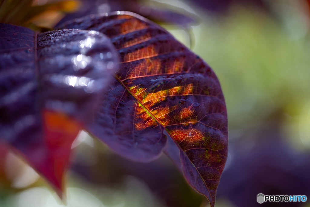 酸ヶ湯で見つけた一葉