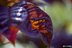 酸ヶ湯で見つけた一葉