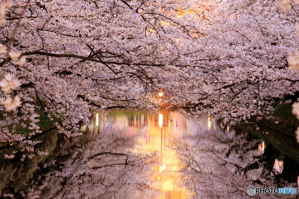 弘前公園にて-Ⅱ