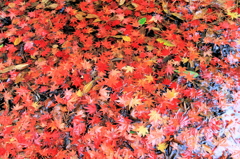 秋の彩り2014-31