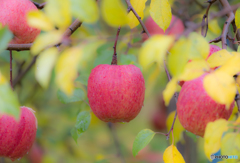 りんごのキモチ