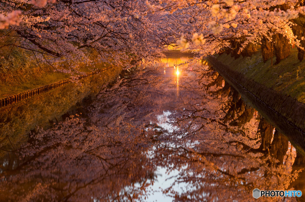 やっと桜。。