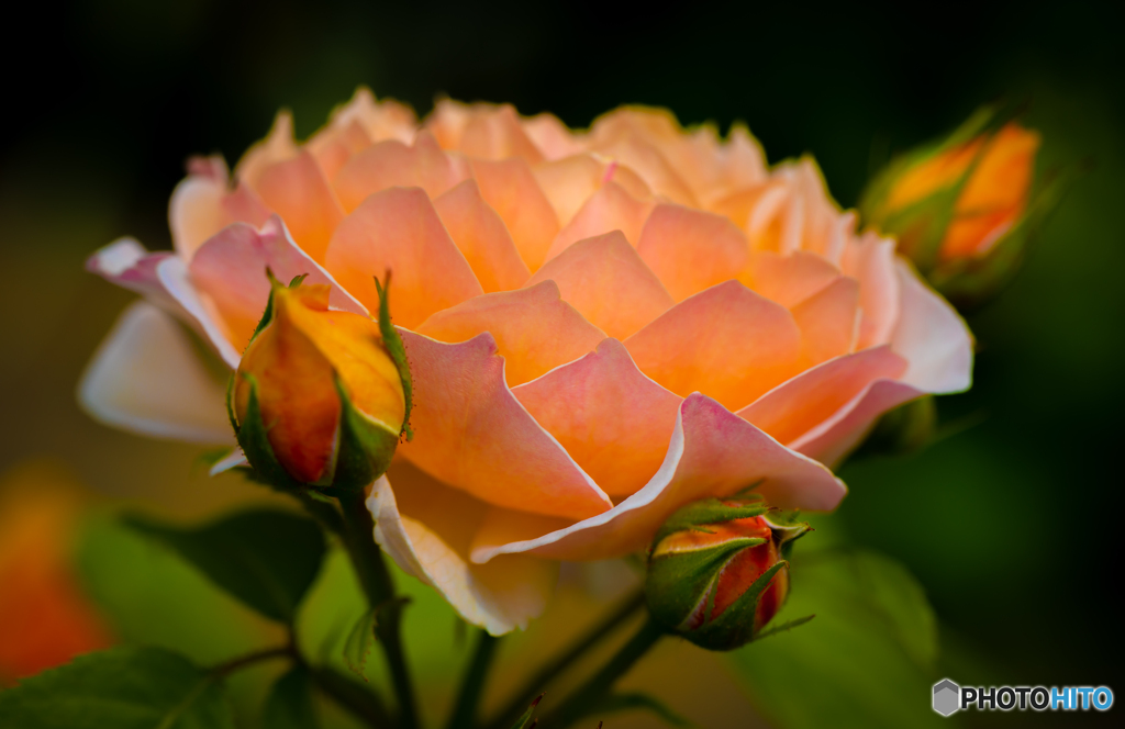 魅惑の薔薇-Ⅱ