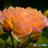 魅惑の薔薇-Ⅱ