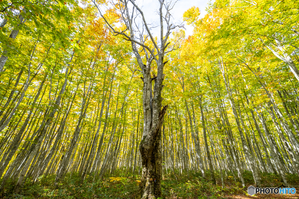 １０月のシンボルツリー