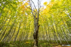 １０月のシンボルツリー