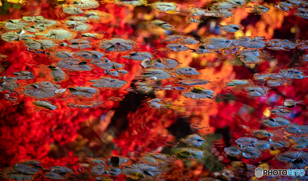 弘前公園内濠の秋