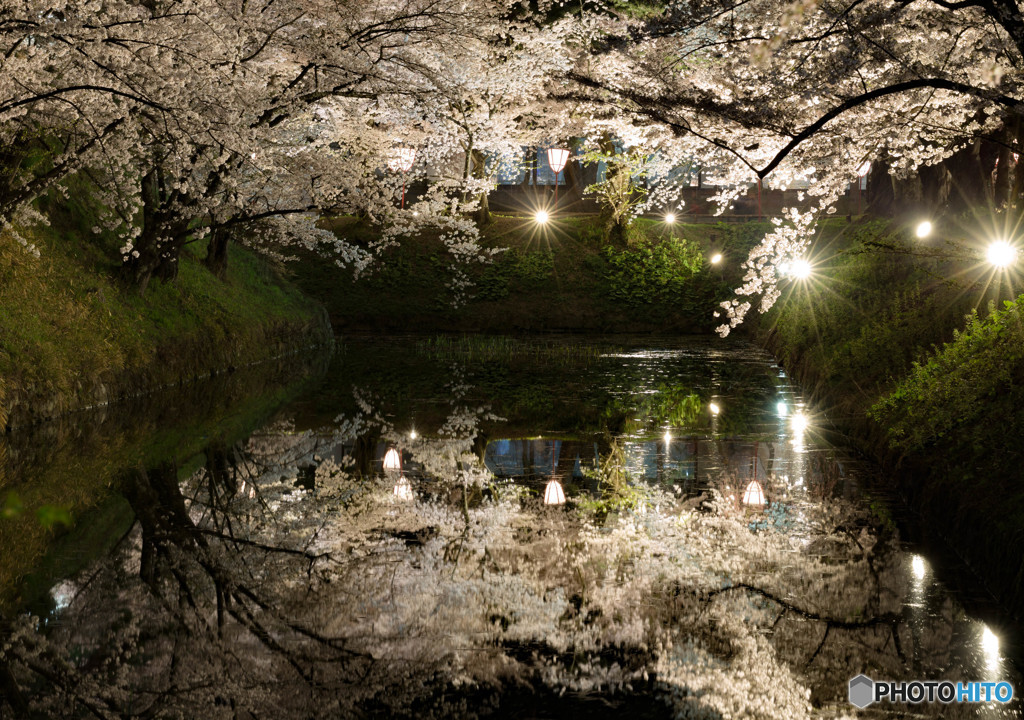夜桜の印象