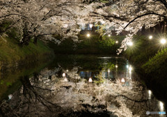 夜桜の印象