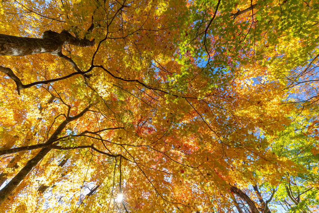 もみじの森にて-Ⅲ