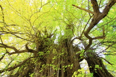 北金ヶ沢の大イチョウ～１２月１日～