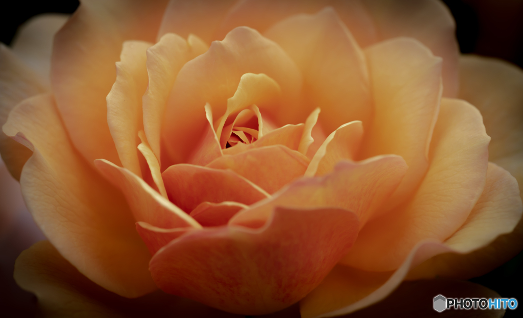 魅惑の薔薇-Ⅹ
