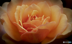 魅惑の薔薇-Ⅹ