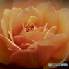 魅惑の薔薇-Ⅹ