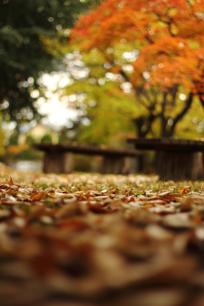 椅子と紅葉～ローアングル～