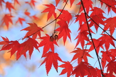 紅色のもみじと青空のコラボレーション