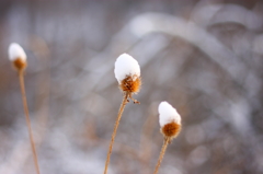 雪帽子