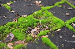 苔とか。