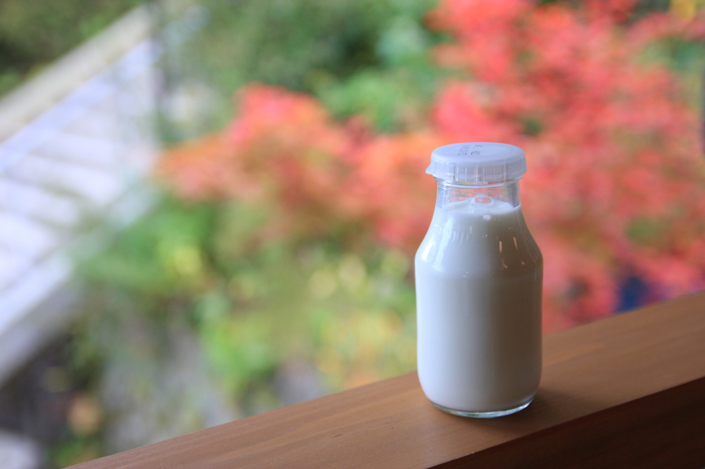 窓辺にて、紅葉に想いはせる牛乳