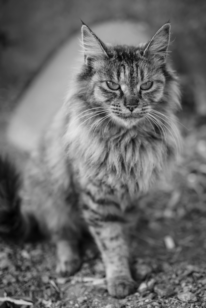 竜の浜に住む猫