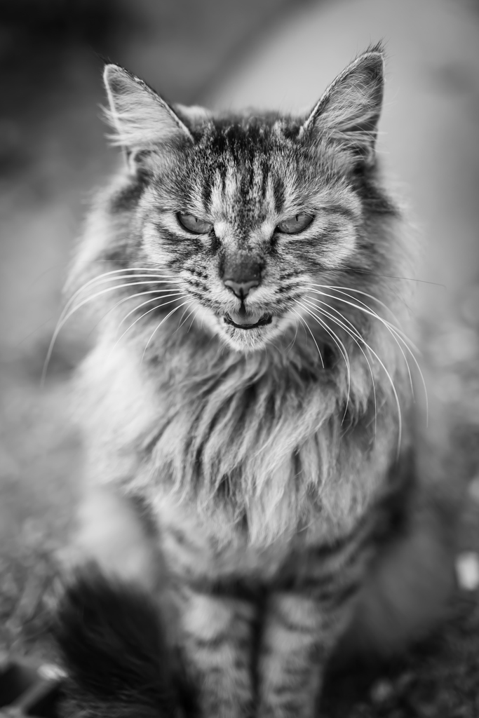 竜の浜に住む猫